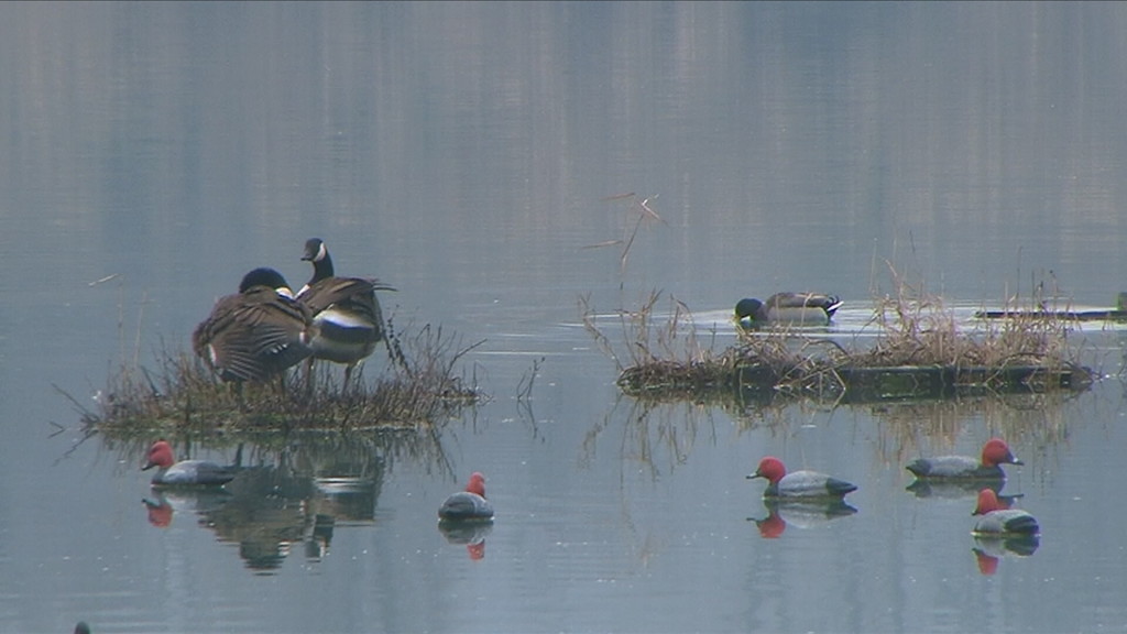 Lago di Guerino Morselli. Esempi di stampi di Moriglione "terribili". Ed Oche canadesi..