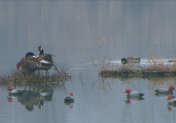 Lago di Guerino Morselli. Esempi di stampi di Moriglione "terribili". Ed Oche canadesi..