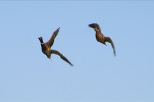Ger volo