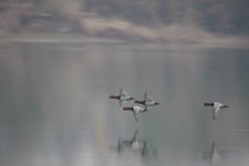 Moriglioni volo