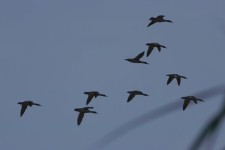 Smerghi min volo