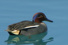 alzavola maschio