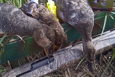 Chi la dura la vince,carniere dal chiaro Pioppa Storta (bo)