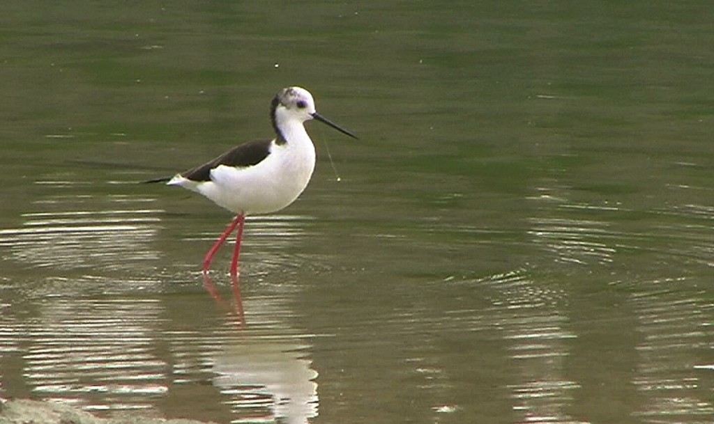 cavaliere italia piombo pesca