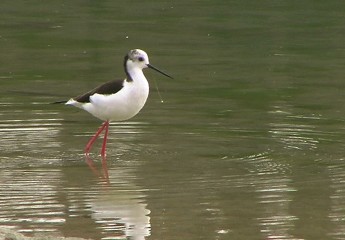 cavaliere italia piombo pesca