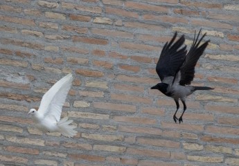 L'Angelus di Papa Francesco