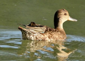 alzavola buffa